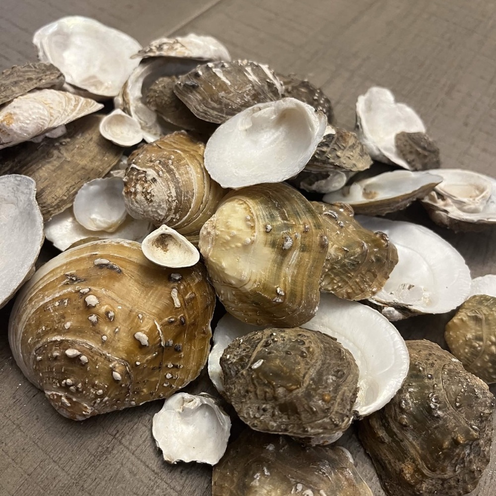 Natural Seashells 🐚 - Picture 3 of 3